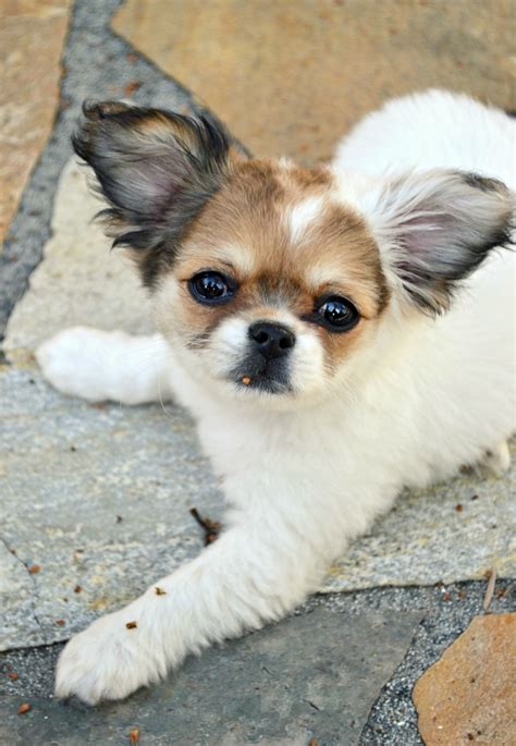 AKC CHAMPION BLOODLINE <b>Shih</b> <b>Tzu</b> <b>Puppies</b>/Stud Service. . Shih tzu chihuahua mix puppies for sale near me
